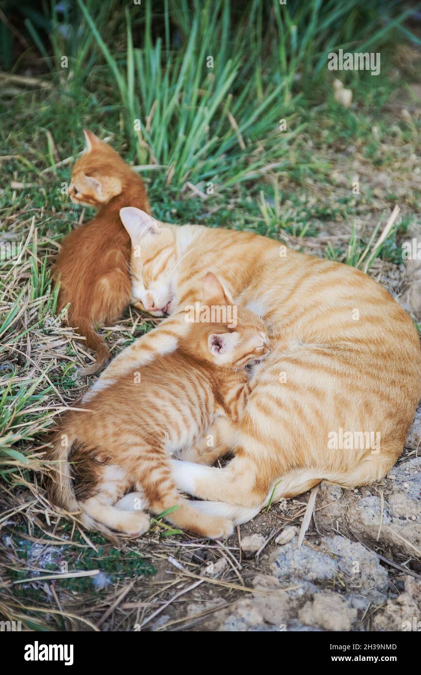 Cat Nursing her Kittens Stock Photo Alamy