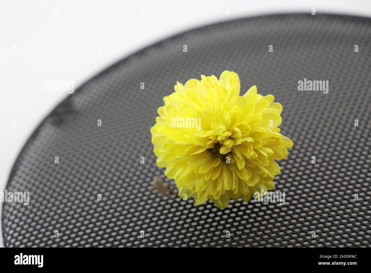 Colorful yellow chrysanthemum flower on black mesh table, Flowers on a