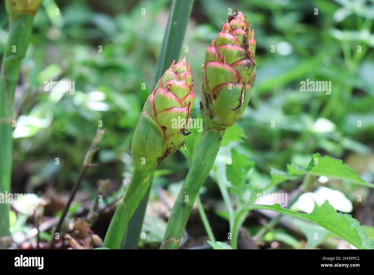Ginger flower bud hires stock photography and images Alamy