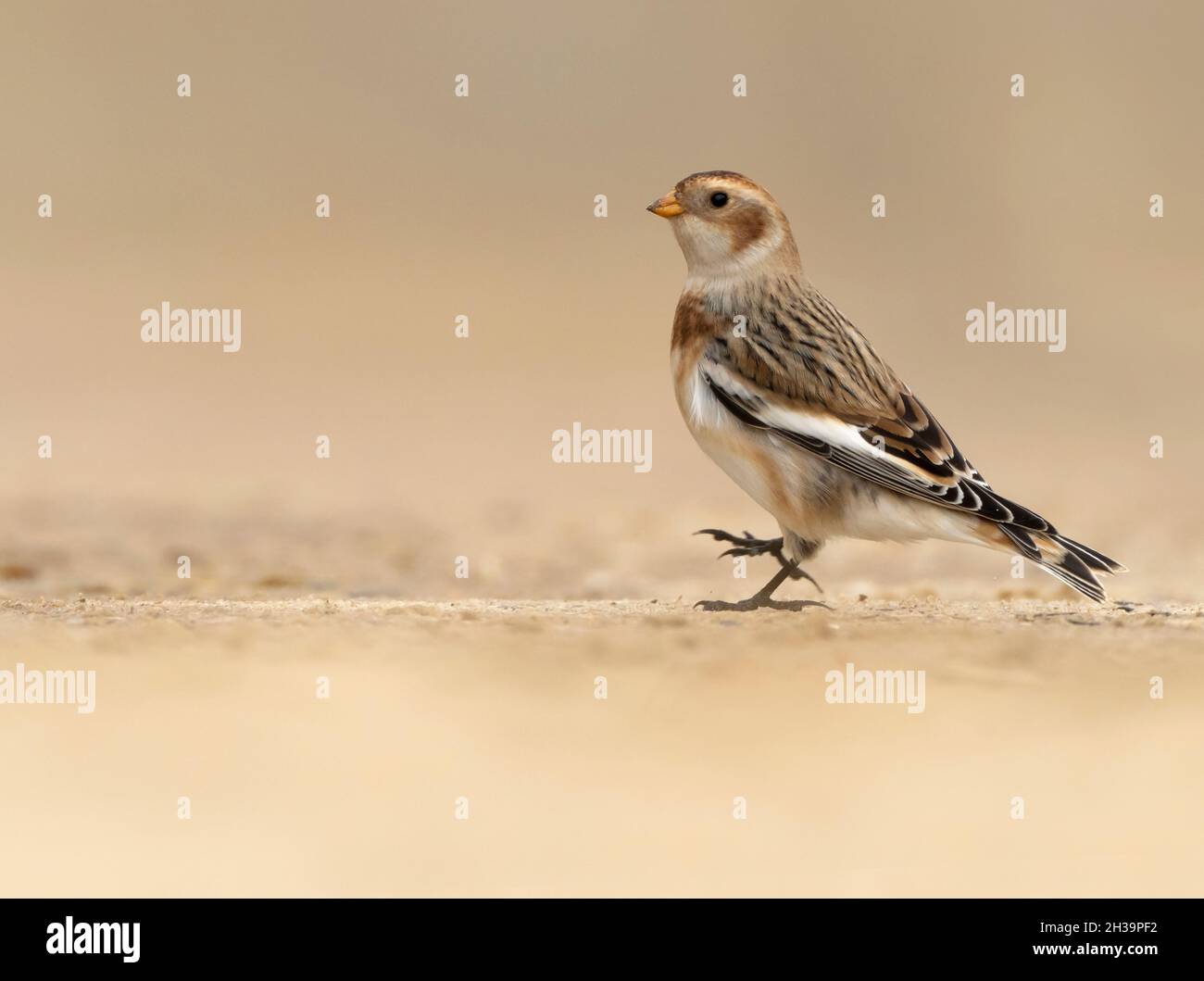 Female Snow Bunting (Plectrophenax nivalis) in Autumn/Winter plumage foraging for food on a beach, Norfolk Stock Photo