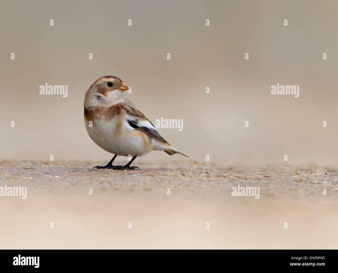 Female Snow Bunting (Plectrophenax nivalis) in Autumn/Winter plumage foraging for food on a beach, Norfolk Stock Photo