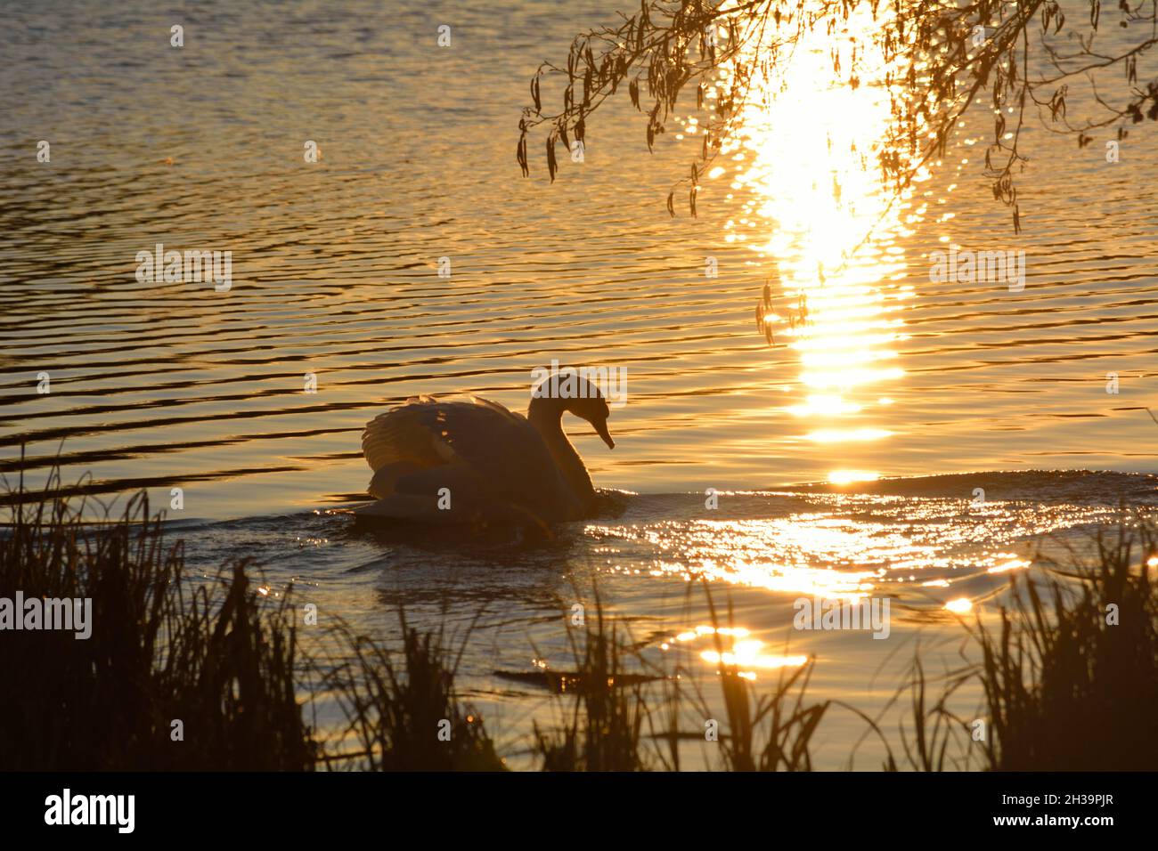 Swan in Sunset. Stock Photo