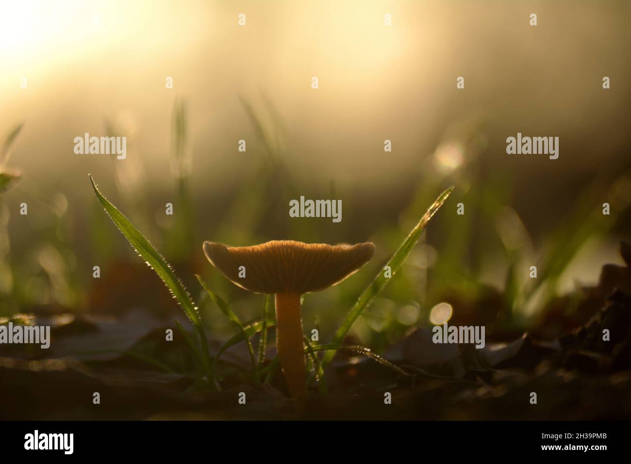 Tiny Mushroom in the Sun. Stock Photo