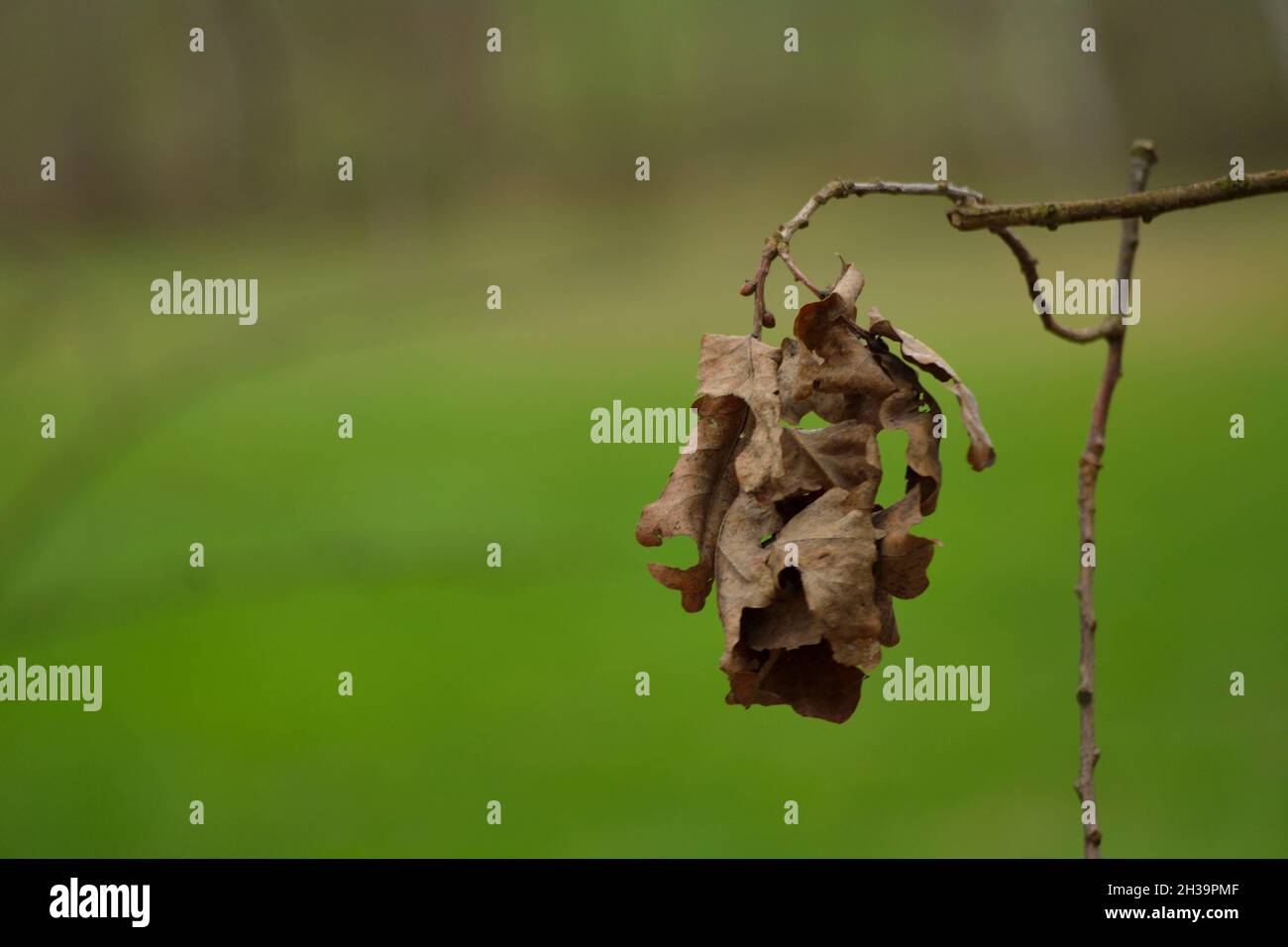 Withered oak leaf hi-res stock photography and images - Alamy