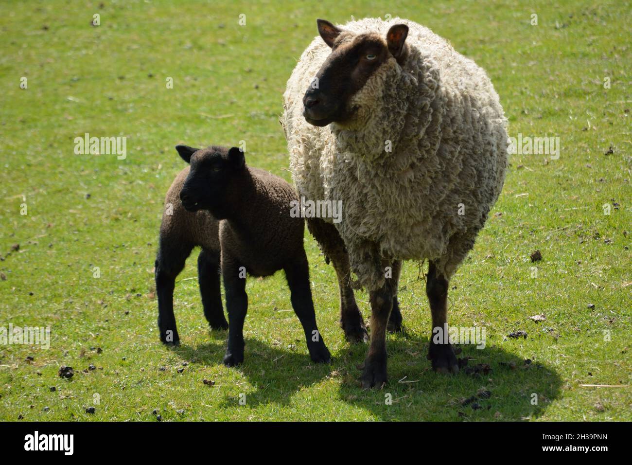 Sheep with her Lamb. Stock Photo