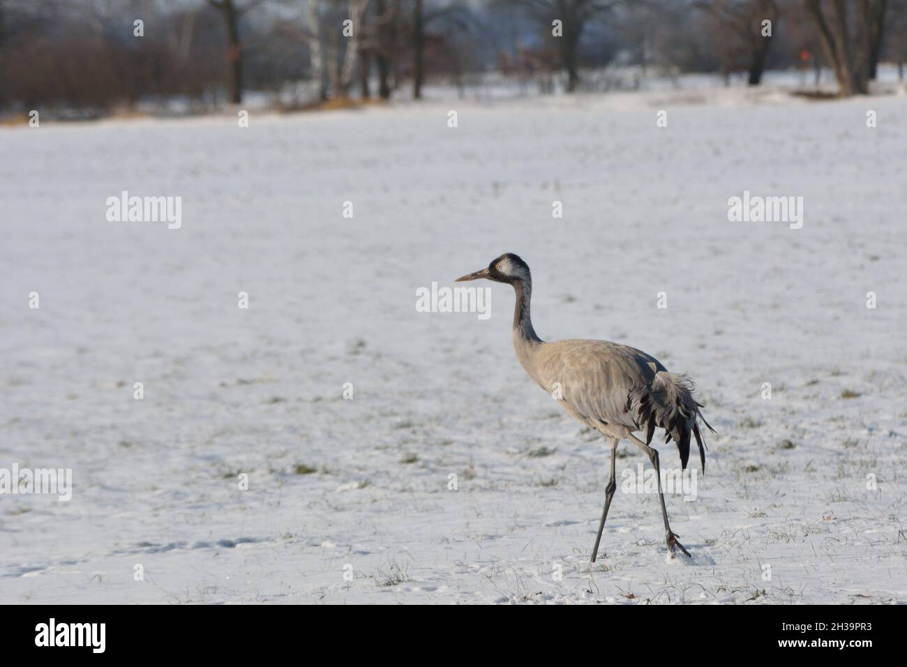 Crane Walking Through Snow. Stock Photo