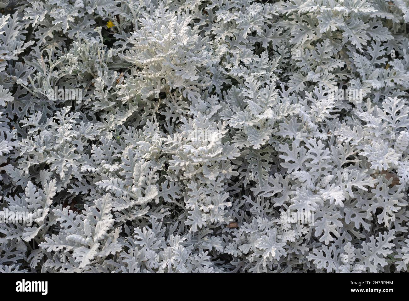 Jacobaea maritima, Dusty miller, Silver dust or Silver ragwort. Full frame of gray-silver leaves of the ornamental plant. Top view. Stock Photo