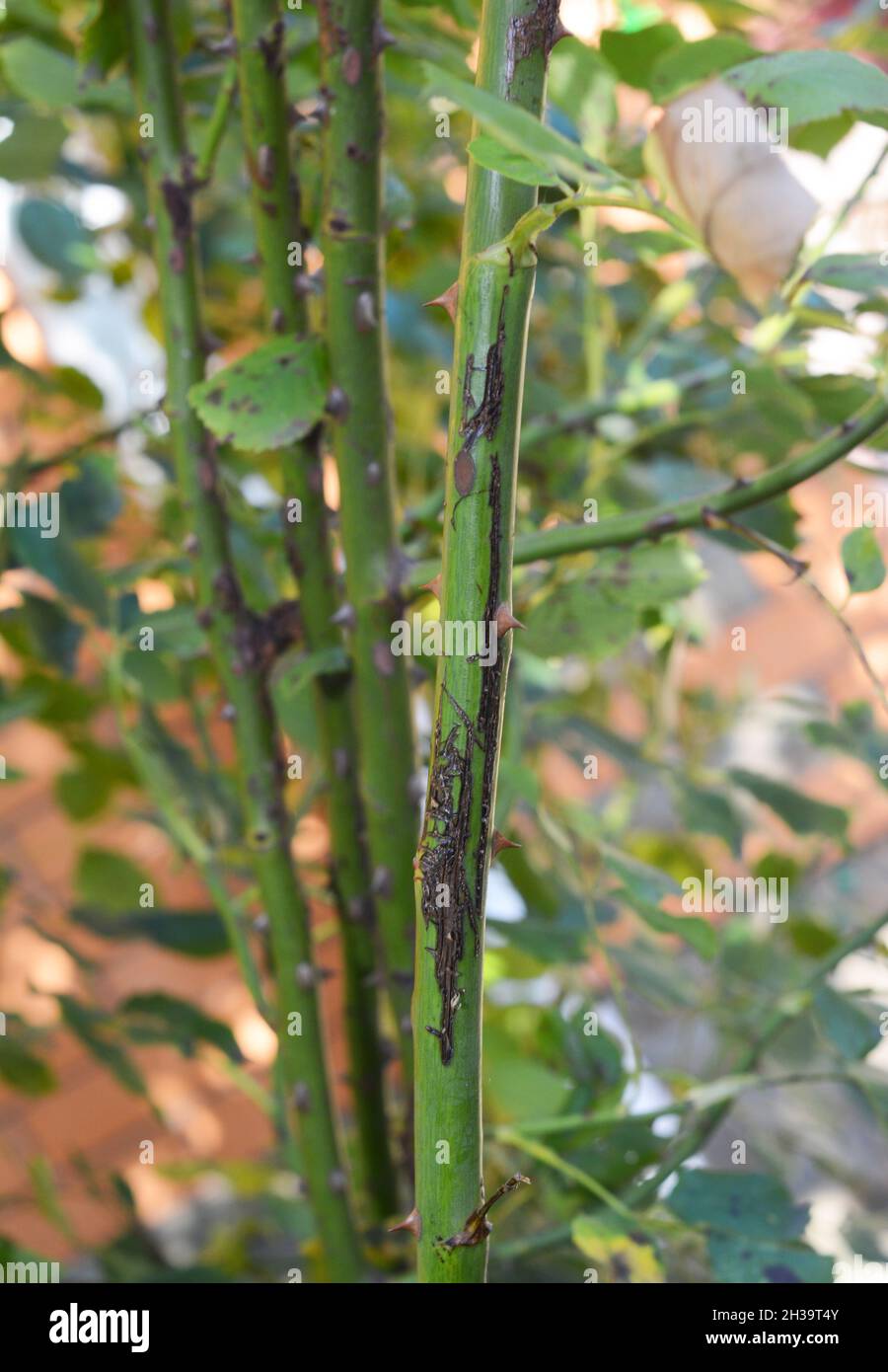 Close up on climbing roses damage and illness Stock Photo Alamy