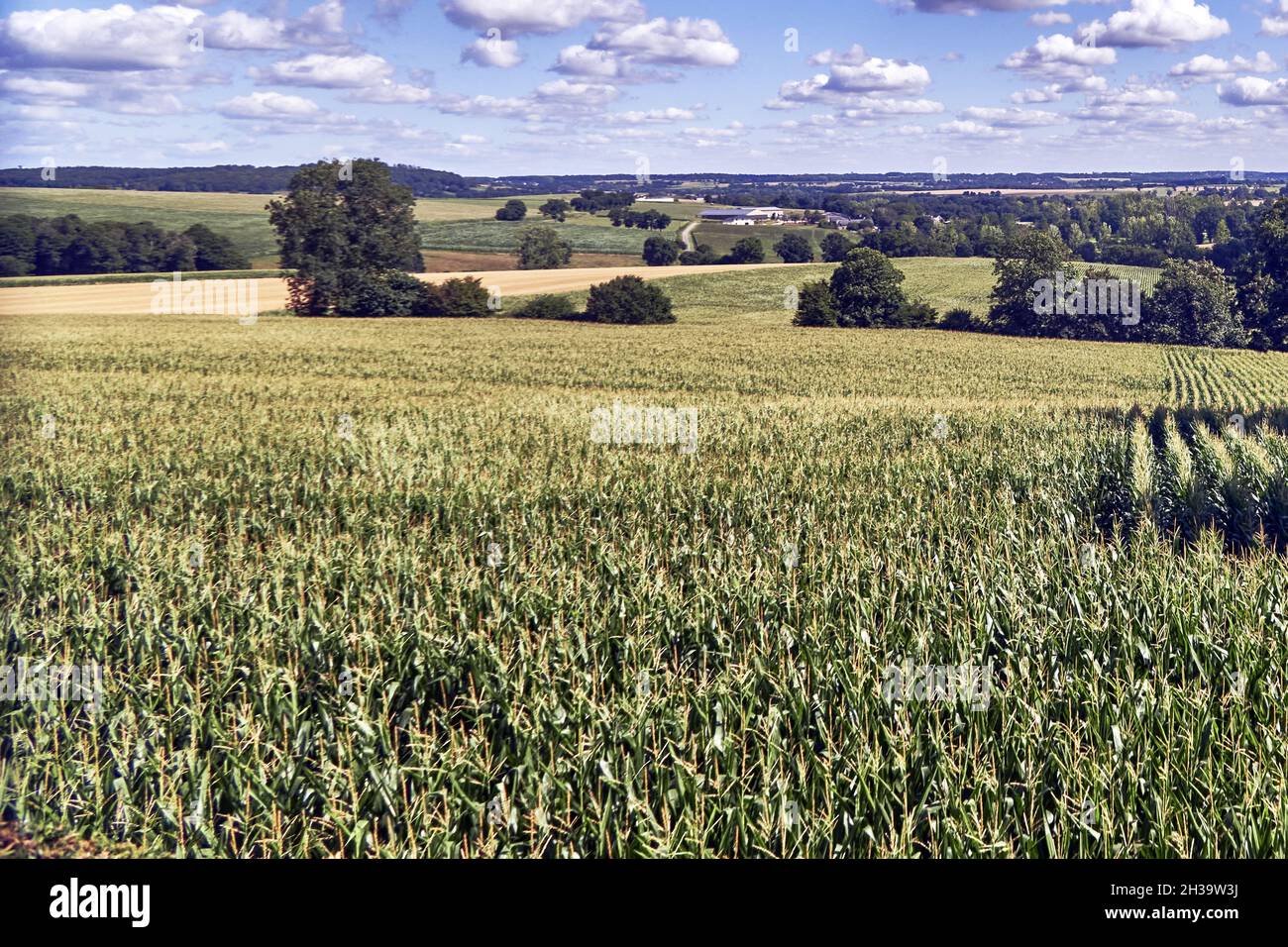 Bazouges la Perouse, France. Ille-et-Vilaine department, Britain.  Green landscape of corn fields and groves with forests on the horizon. Stock Photo