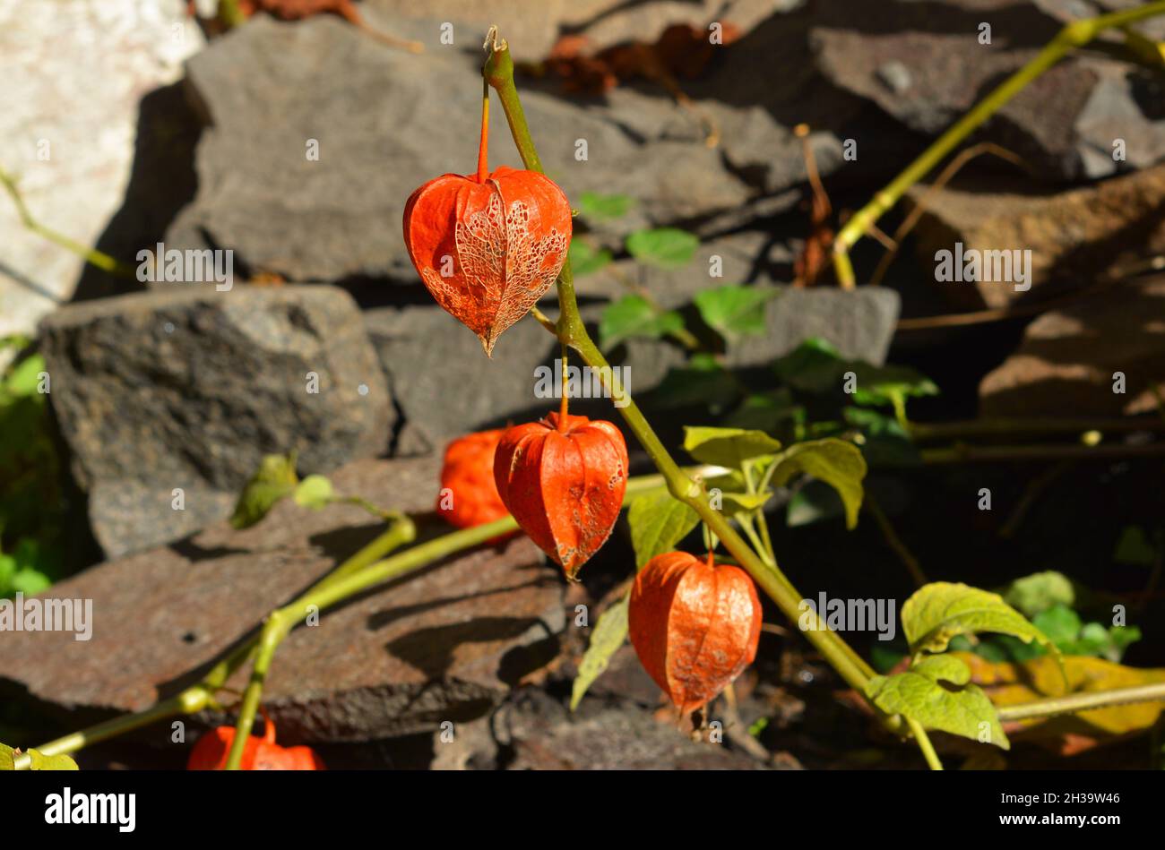 Physalis peruviana fruits harvest. Physalis flowers,  Ground Cherry in the autumn garden. Stock Photo