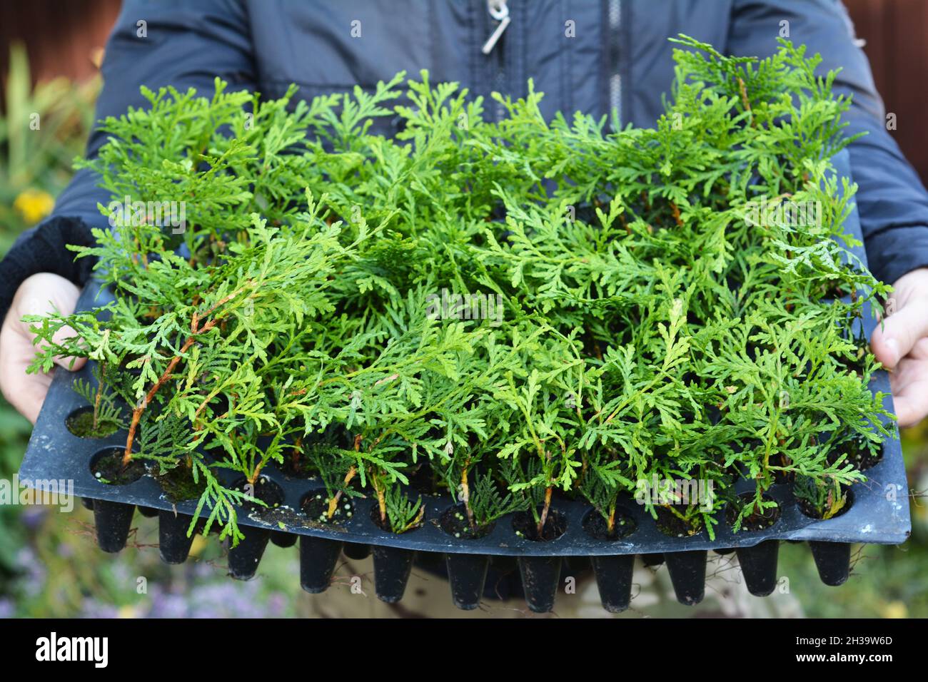 Planting evergreen thuja tree saplings. Gardener hold Thuja  Pencil Cypress for Green Fencing, Hedge. Stock Photo