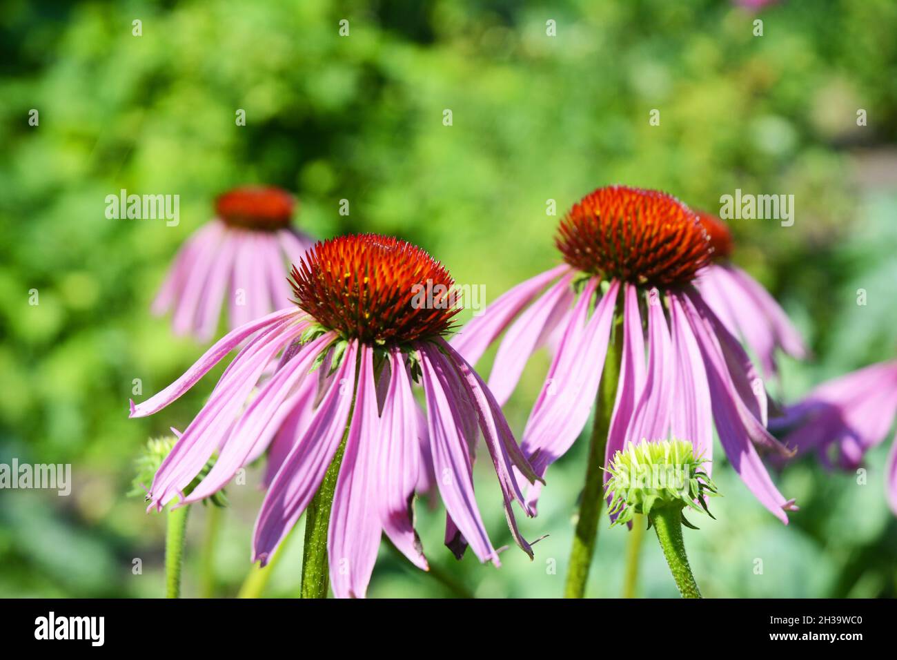 Colorful Purple Coneflowers, Echinacea Flowers in the bee friendly