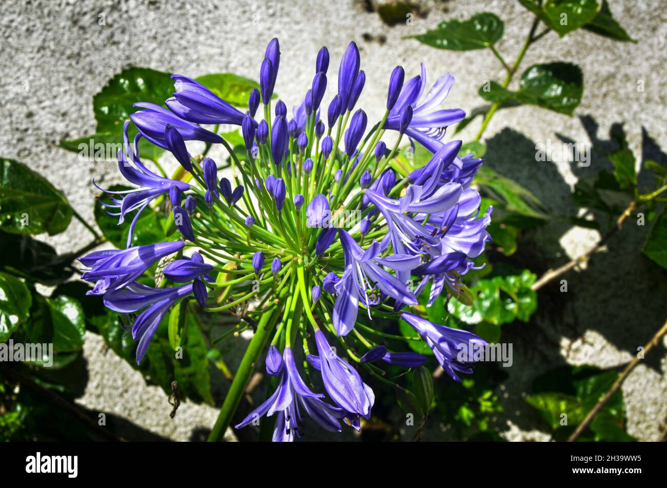 The beautiful Lily of the Nile flower, also called the African Lily. Selective focus points Stock Photo