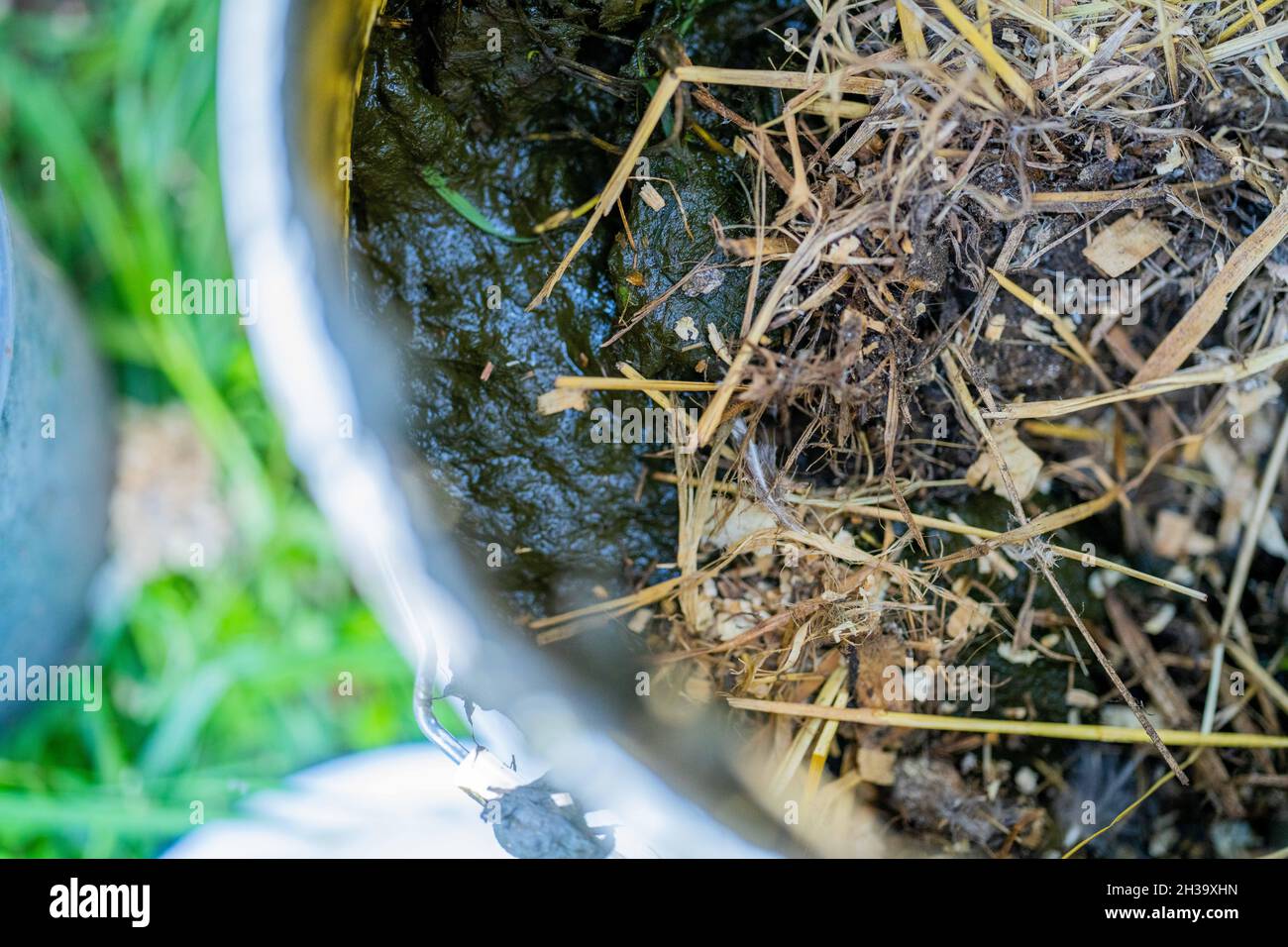checking the temperature of a compost pile on a farm Stock Photo Alamy