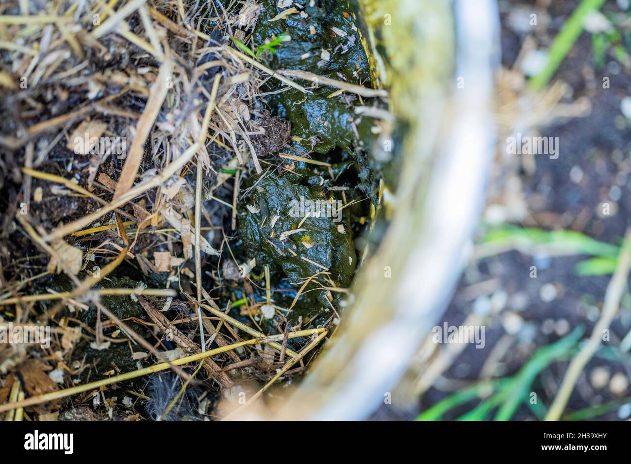 checking the temperature of a compost pile on a farm Stock Photo Alamy