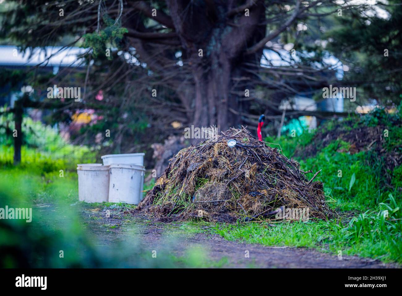 checking the temperature of a compost pile on a farm Stock Photo Alamy