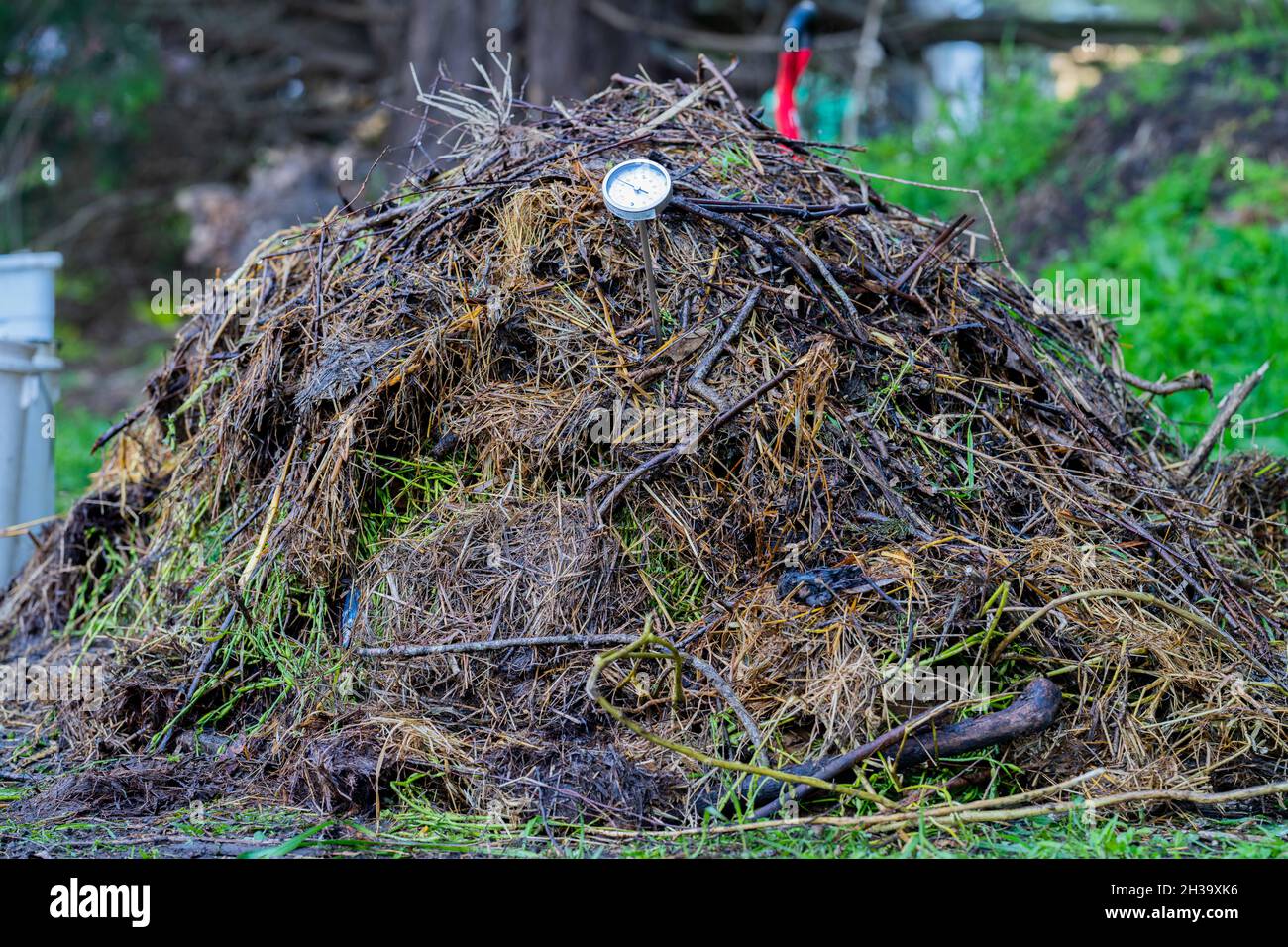 checking the temperature of a compost pile on a farm Stock Photo Alamy