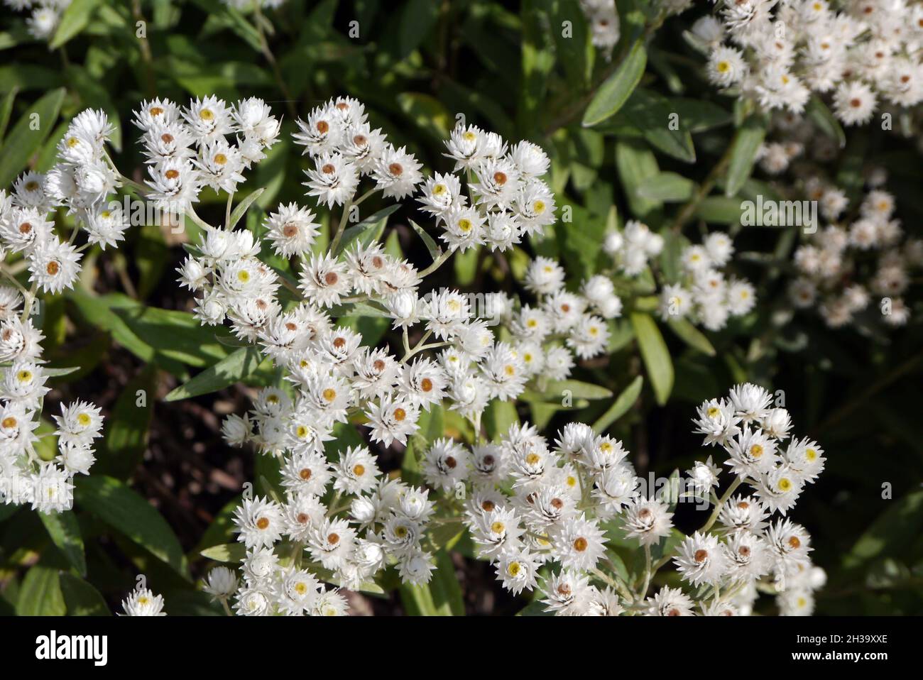 Close up of White Anaphalis triplinervis 'Sommerschnee/Summer Snow' Flowers grown in the Borders at RHS Garden Bridgewater, Worsley, Manchester, UK. Stock Photo