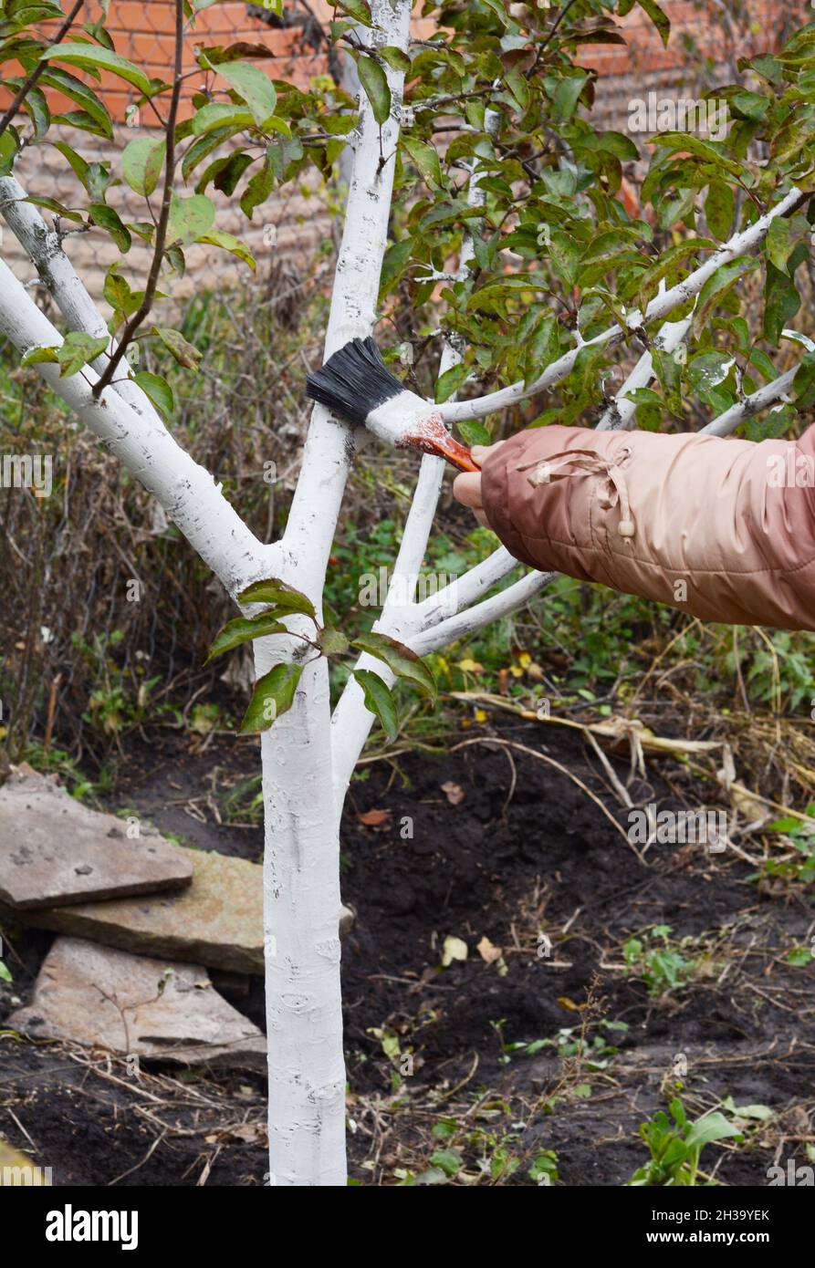 A gardener is whitewashing a fruit tree. White color prevents the bark from heating too much under the spring sun and this prevents cracking. Stock Photo
