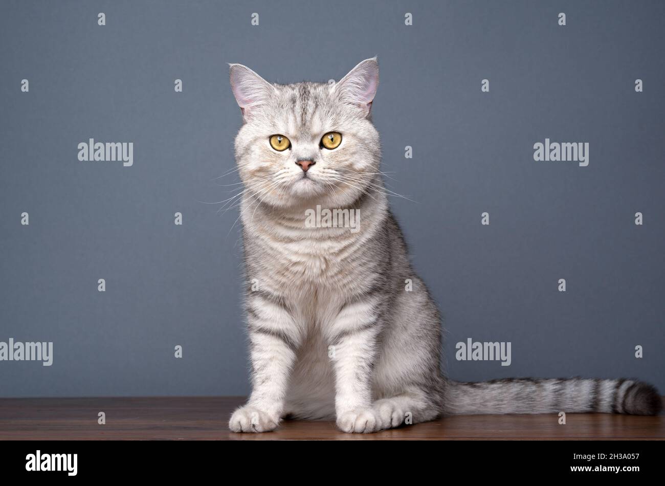 silver tabby shaded british shorthair cat sitting on wooden table on gray background with copy space Stock Photo