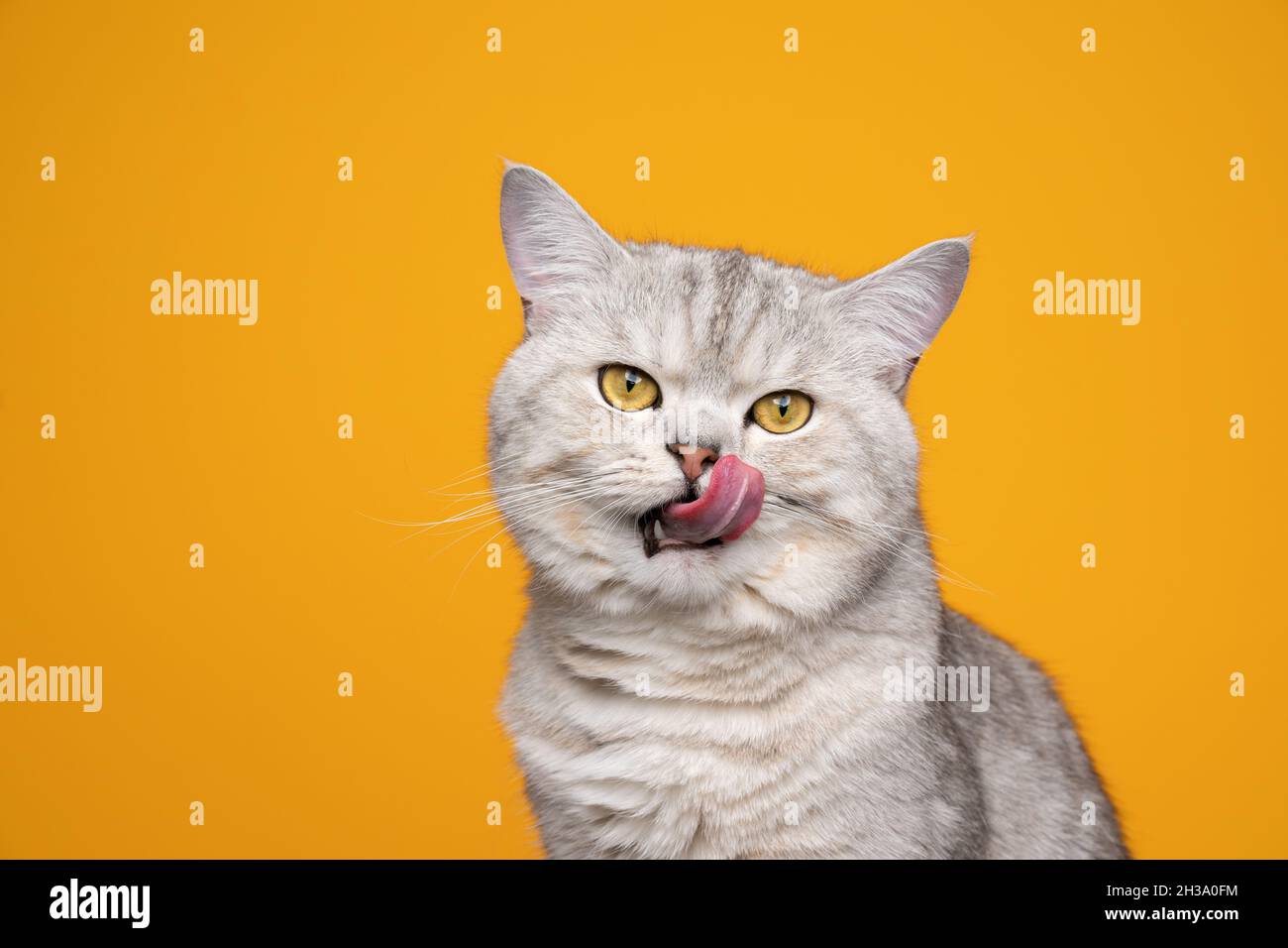 hungry silver tabby shaded british shorthair cat sticking out tongue licking lips on yellow background Stock Photo