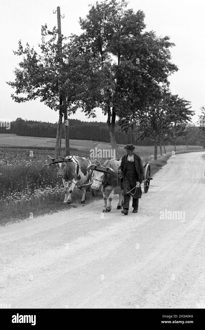 Bauer mit seinem Ochsengespann in der Nähe von Nürnberg, Deutschland 1930er Jahre. Farmer with his oxen carriage near Nuremberg, Germany 1930s. Stock Photo