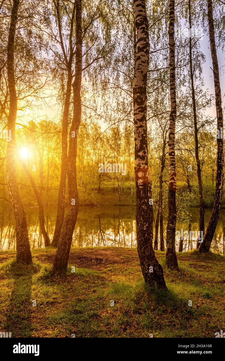 Sun rays cutting through birch trunks in a grove at sunset or sunrise ...