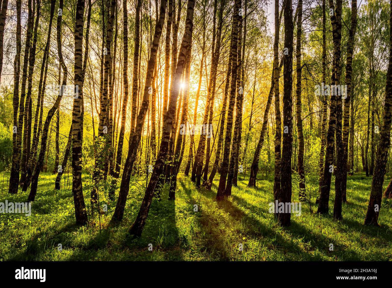 Sun rays cutting through birch trunks in a grove at sunset or sunrise ...