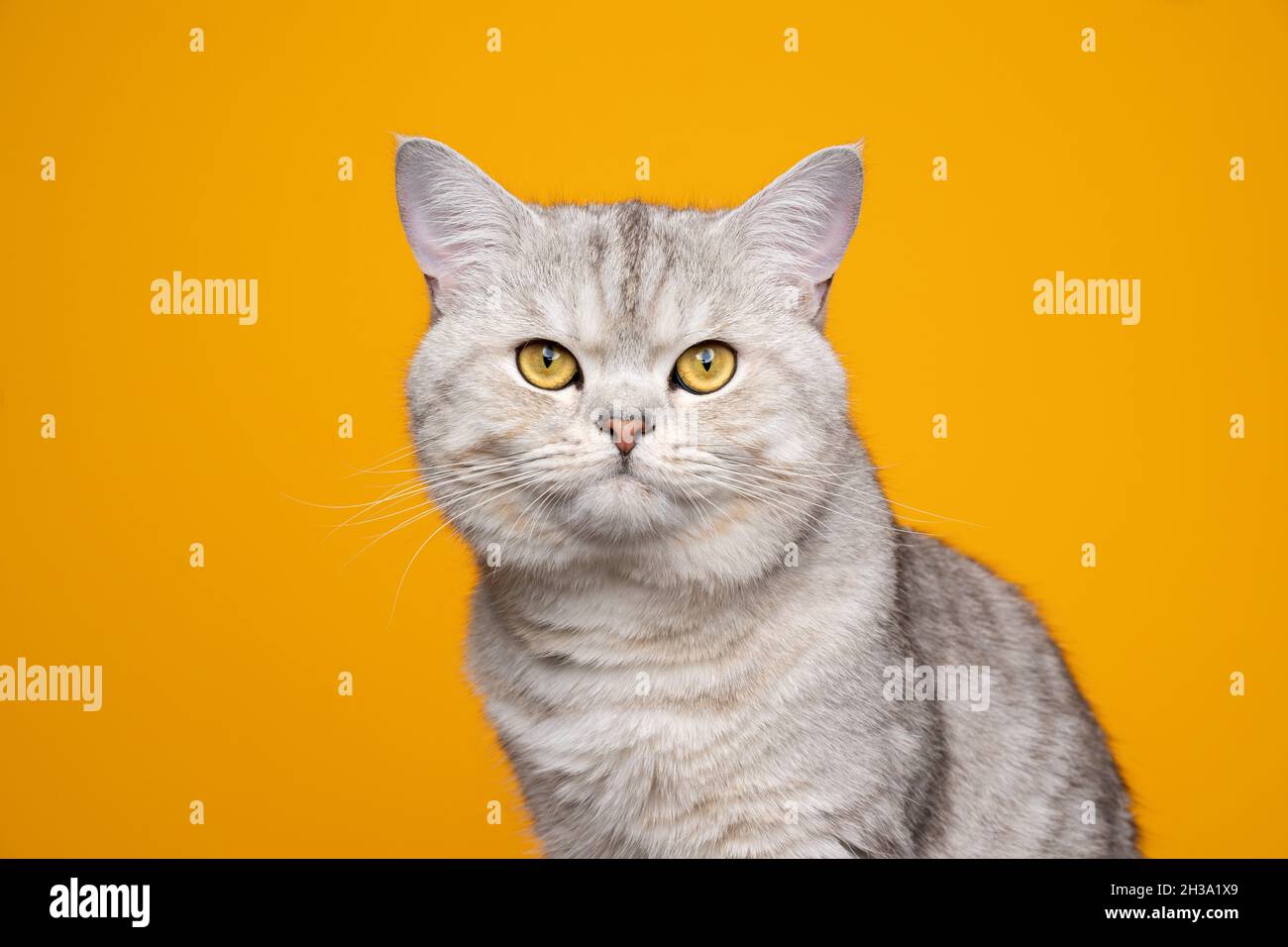 beautiful silver tabby shaded british shorthair cat looking at camera portrait on yellow background with copy space Stock Photo
