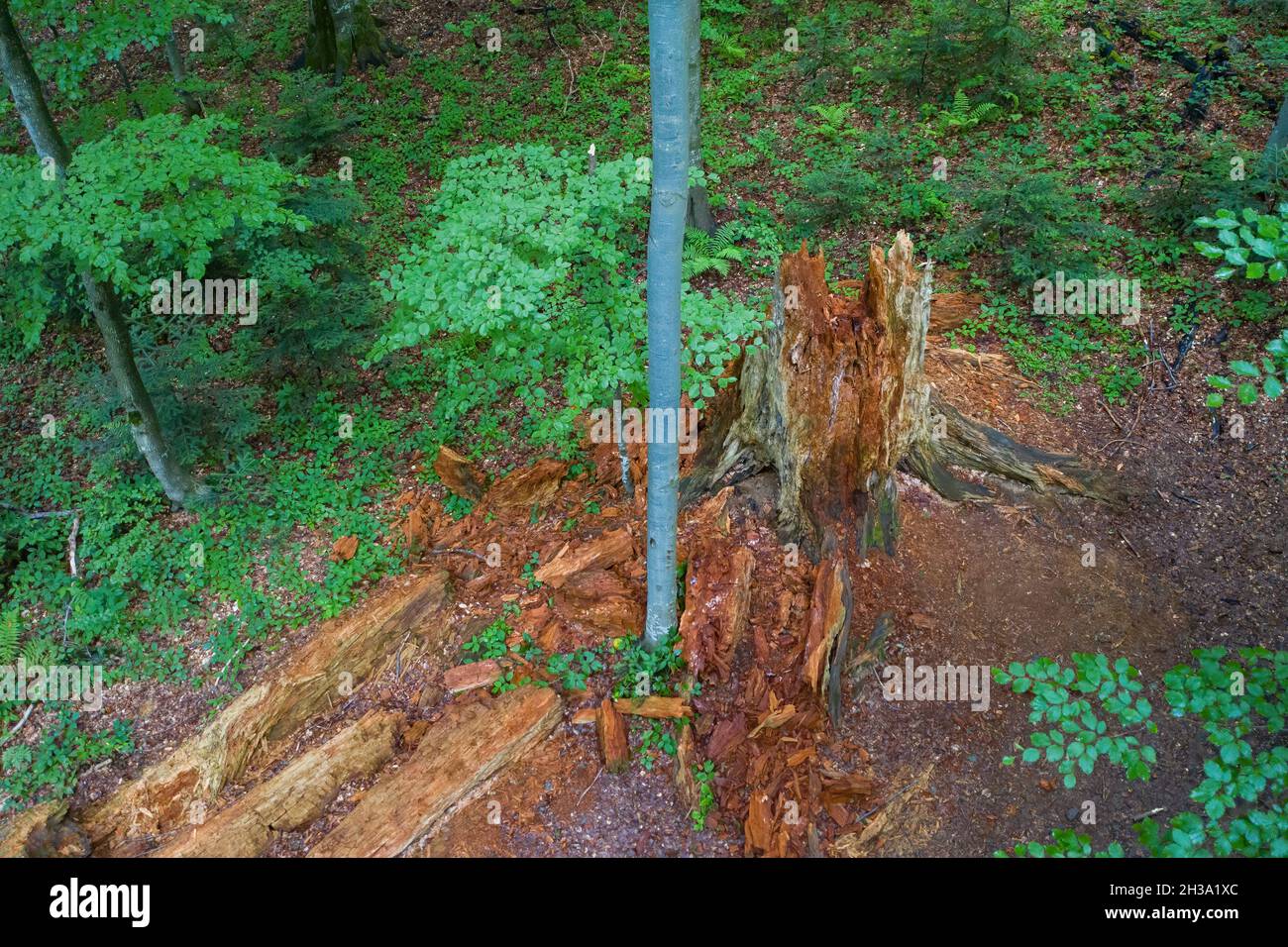 Top view on a fallen old tree rotting on the ground in forest Stock ...