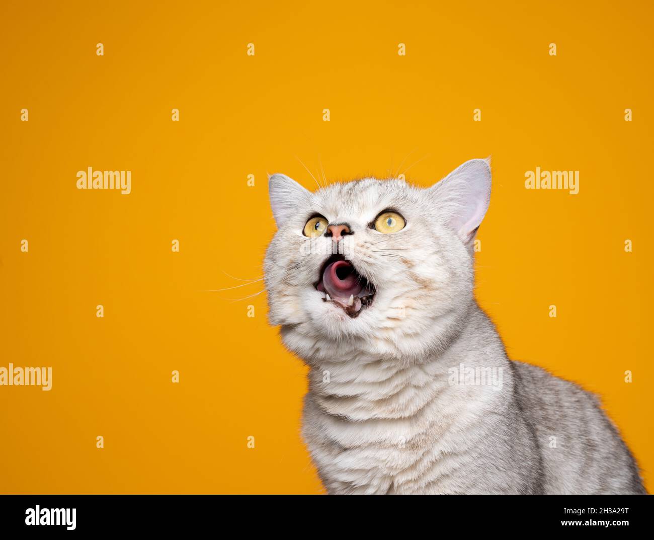 hungry silver tabby british shorthair cat rolling tongue licking lips while looking up curiously on yellow background with copy space Stock Photo
