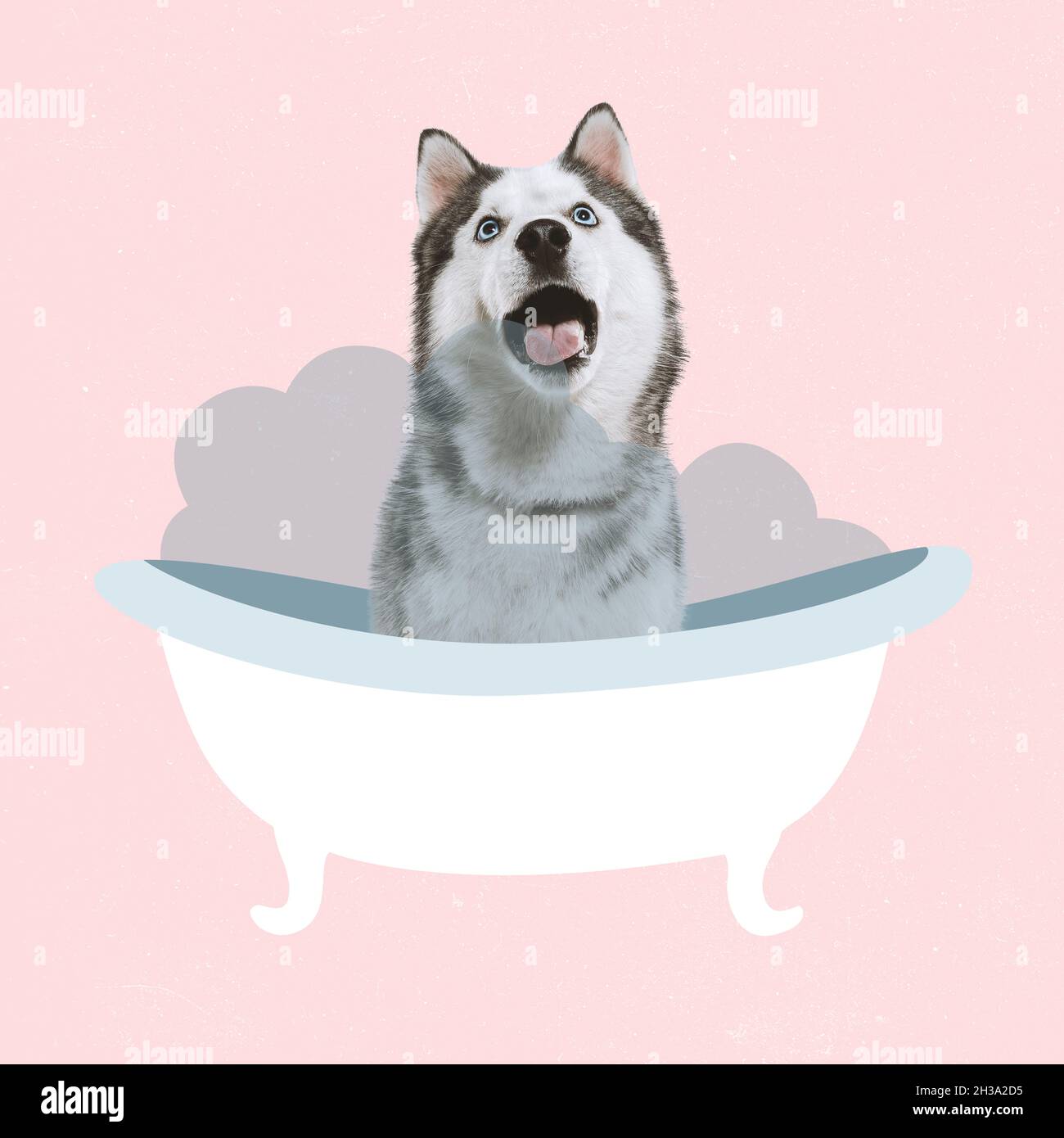 How Many Times To Bathe Husky