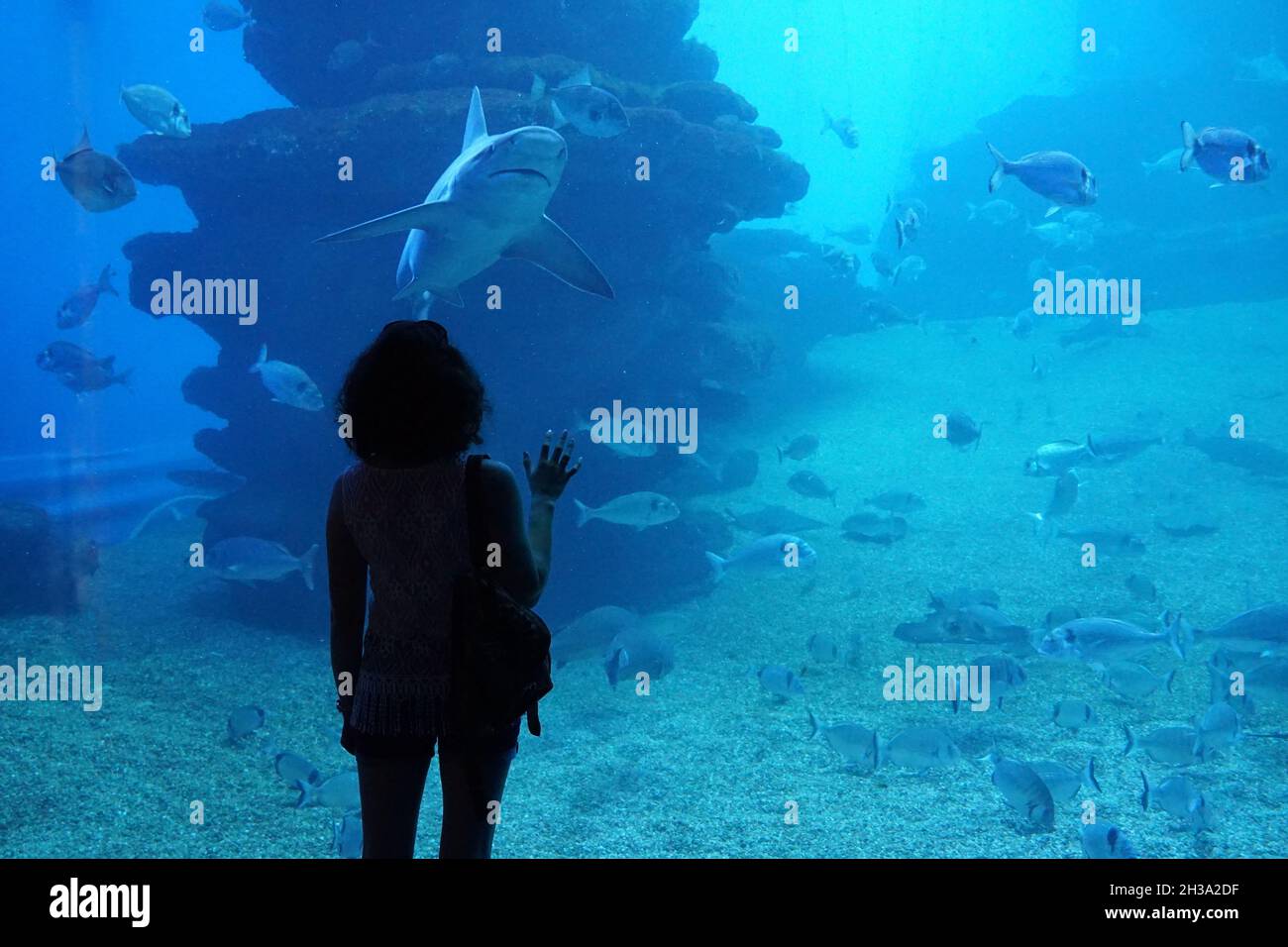 Tourist girl looks at a shark at Palma Aquarium. Palma de Mallorca, Spain 01.10.2019 Stock Photo