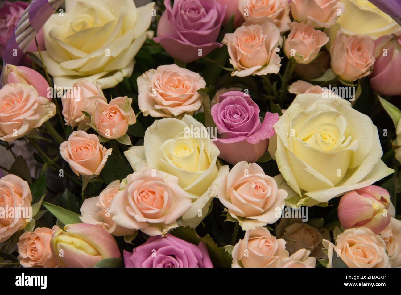 background of colorful flowers. Background of roses. Many flowers on ...
