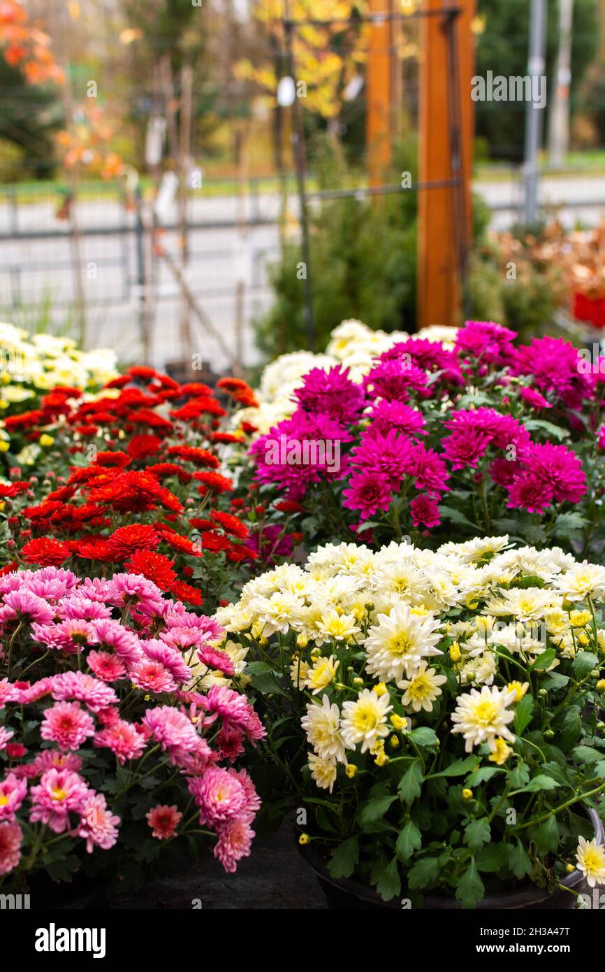 Bushes of colorful beautiful autumn flowers of chrysanthemums in pots in the garden near the house Stock Photo
