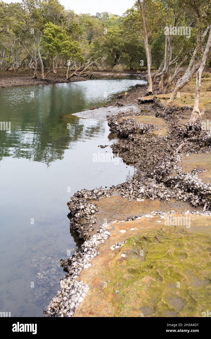 Sydney rock oysters saccostrea glomerata hires stock photography and
