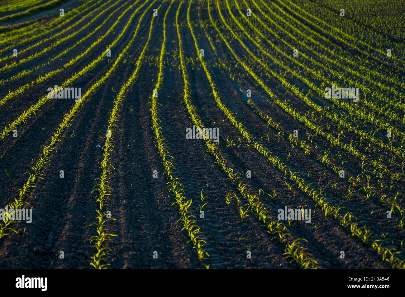 Rows of young green corn plants growing on a vast field with dark