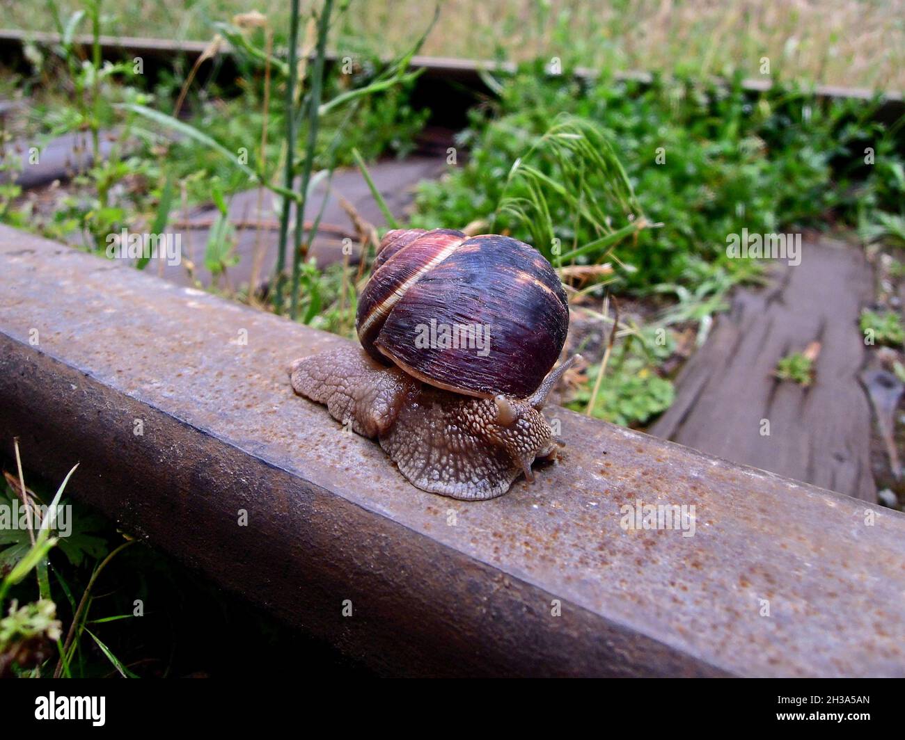 Pond snail crawling along the railroad rail in the summer day Stock Photo