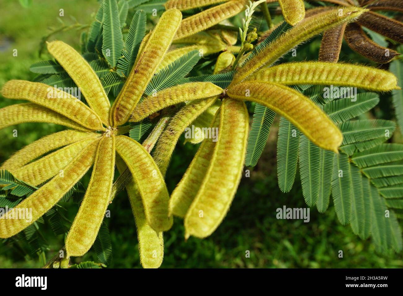 Mimosa pigra with natural background. Mimosa pigra, commonly known as the giant sensitive tree, (pigra, lazy, slow), is a species of the genus Mimosa, Stock Photo