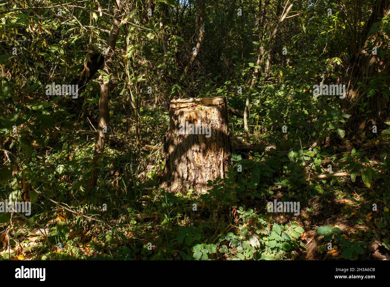 Tree Stump Rottner rotten tree stump in the forest. Summer forest Stock Photo - Alamy