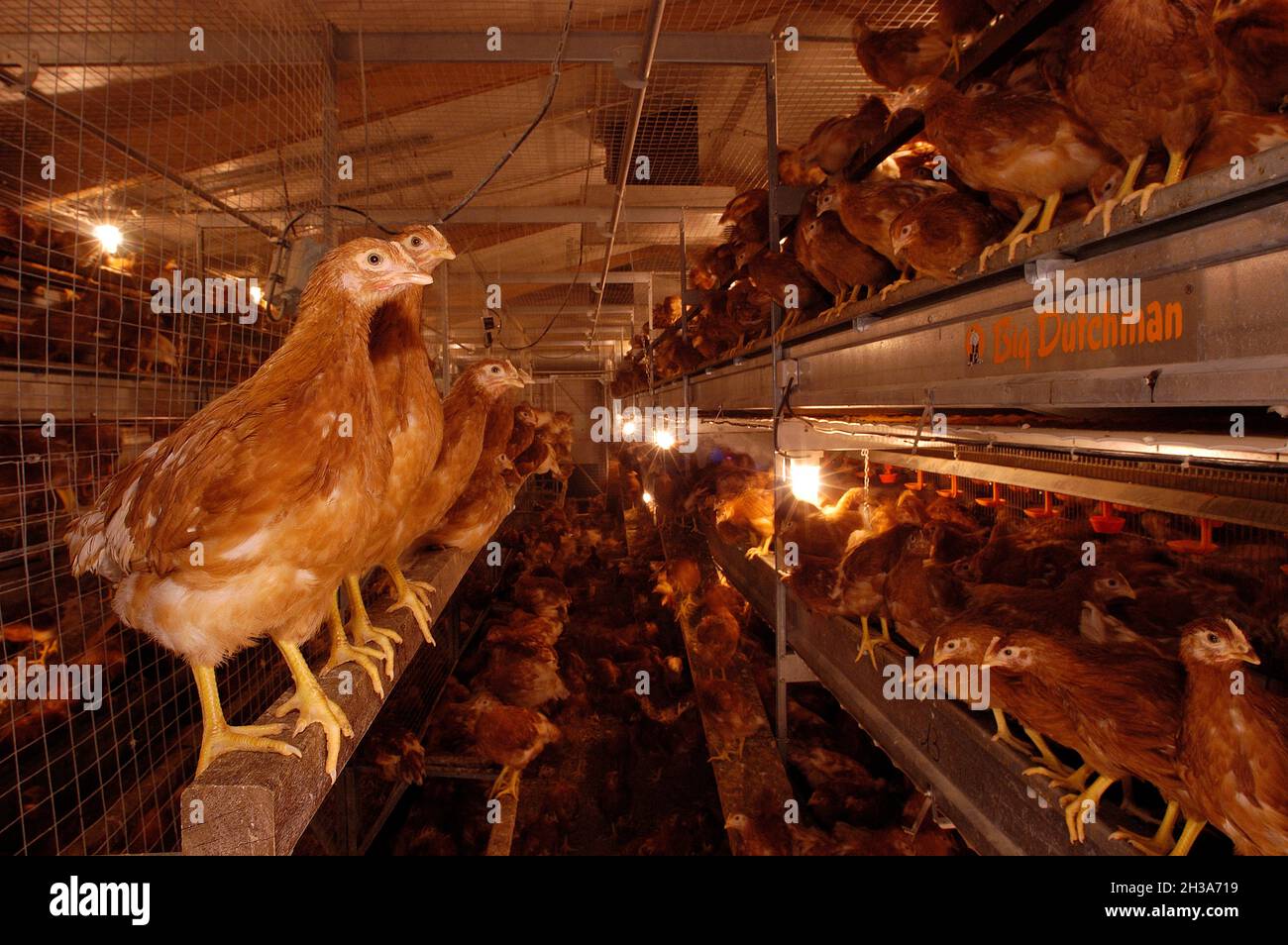 FRANCE. BRITTANY REGION. COTES D'ARMOR (22) PLOUFRAGAN. THE LABORATORIES OF AFSSA (FRENCH FOOD AND HEALTH AGENCY). THE RAISING OF CHICKENS IN THE POUL Stock Photo