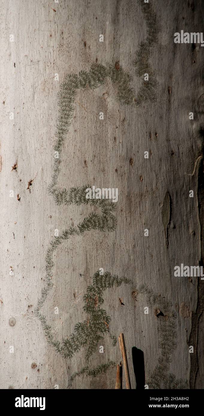 Trail left by caterpillar of Australian Scribbly Gum Moth, Ogmograptis scribula, in the silver bark of a gum tree, eucalyptis grandis, in rainforest. Stock Photo