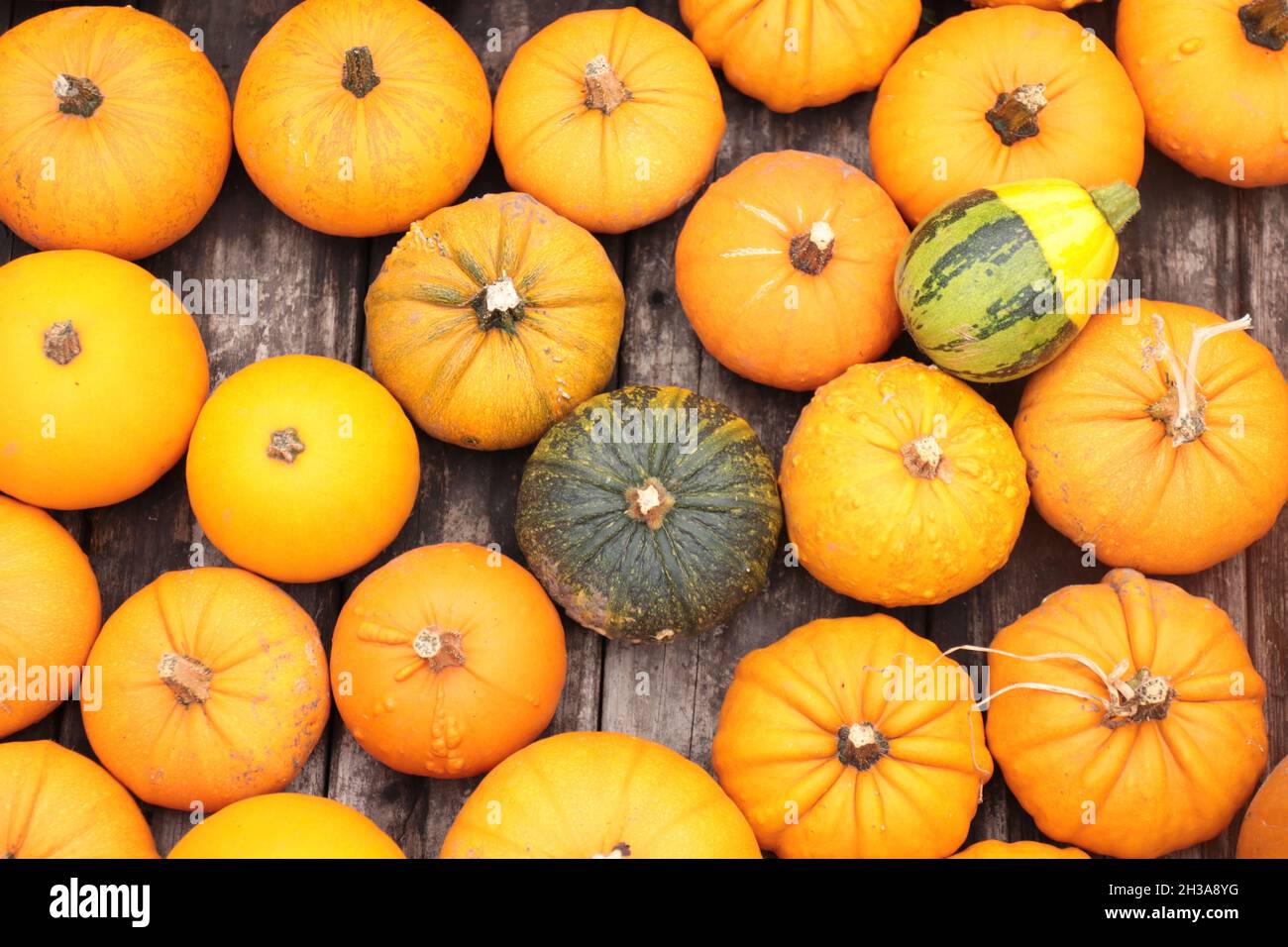 Orange and green pumpkins on display, full frame high angle view Stock Photo