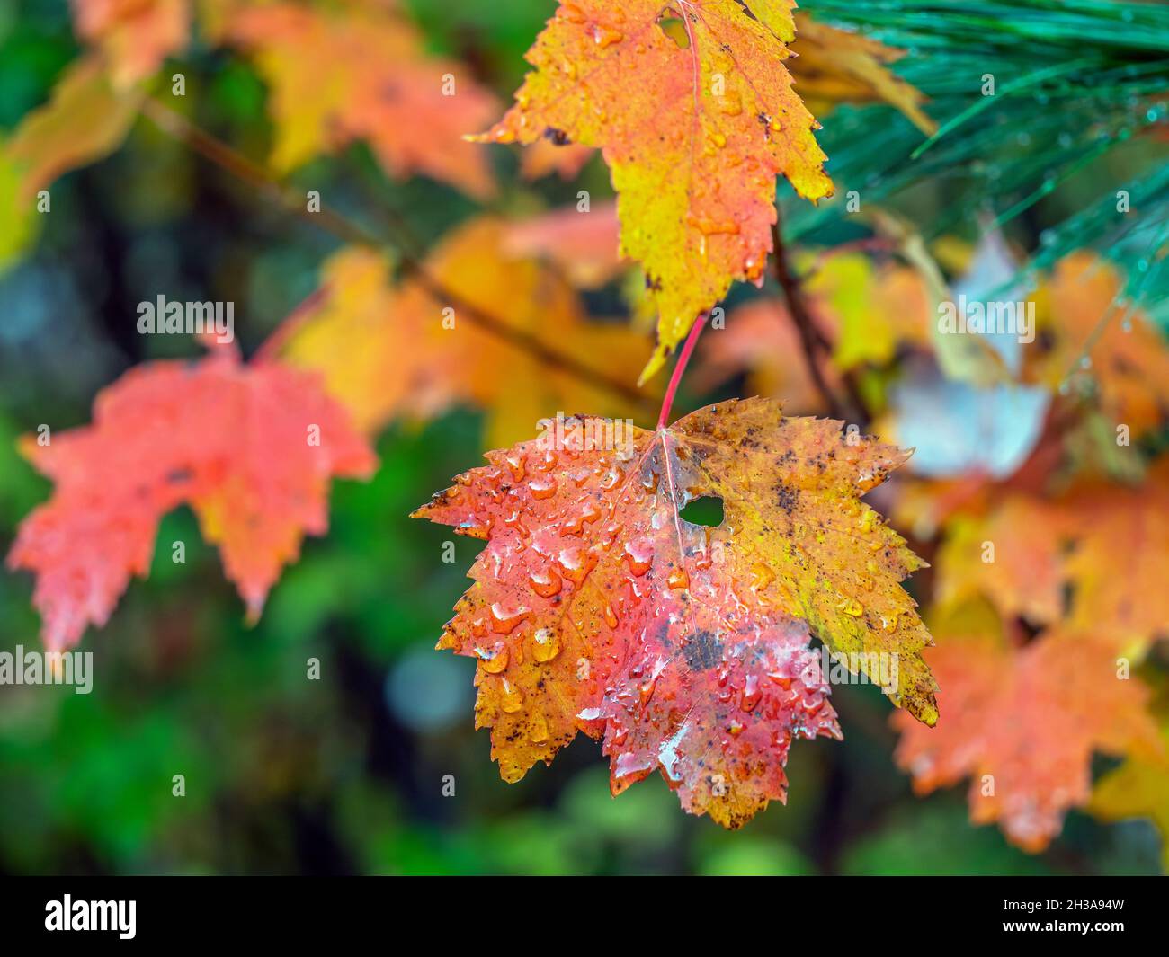 Autumn fall foliage in forest Stock Photo - Alamy