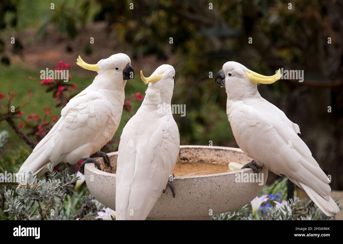Three white Australian sulphurcrested cockatoos (cacatua galerita