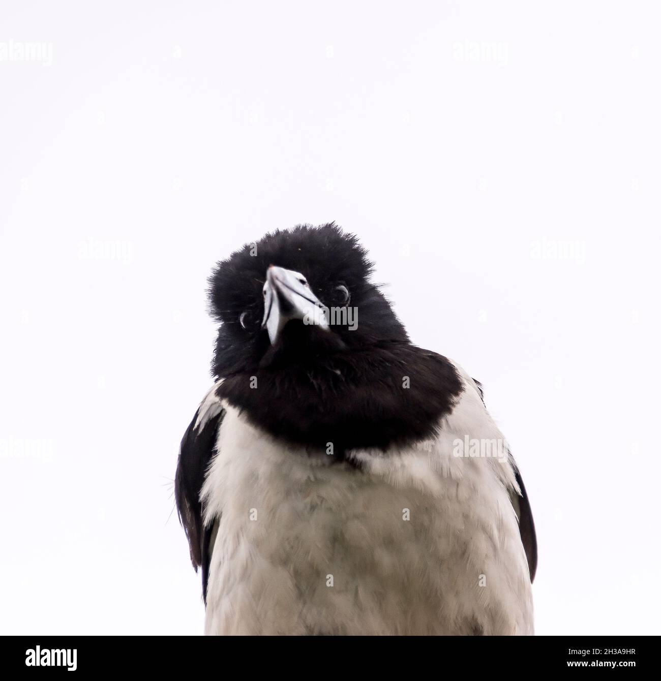 Portrait of Pied butcherbird, Cracticus nigrogularis, perched on  roof looking down towards camera. Queensland, Australia. Grey sky. Copy space. Stock Photo