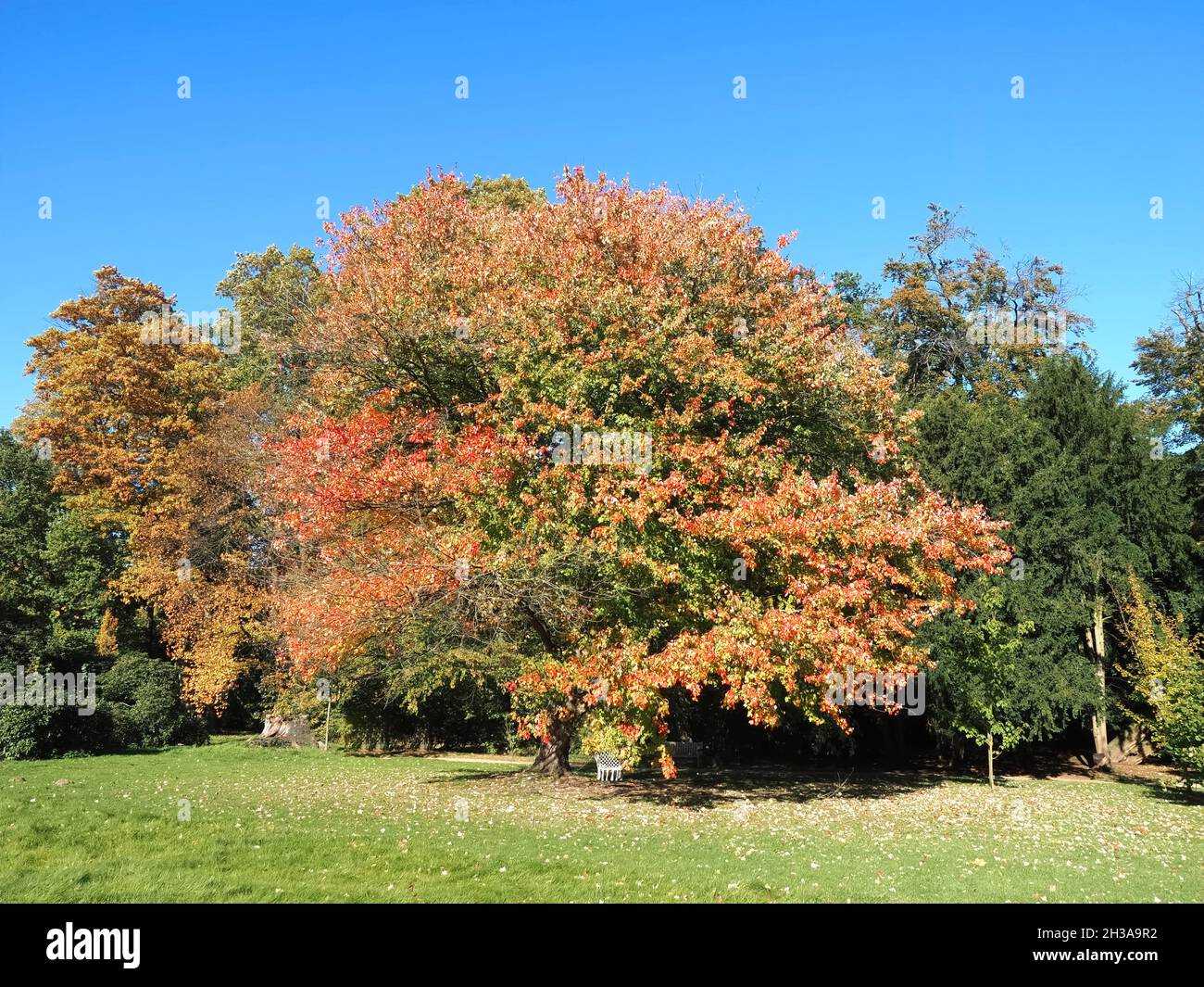 Red maple tree on a meadow Stock Photo
