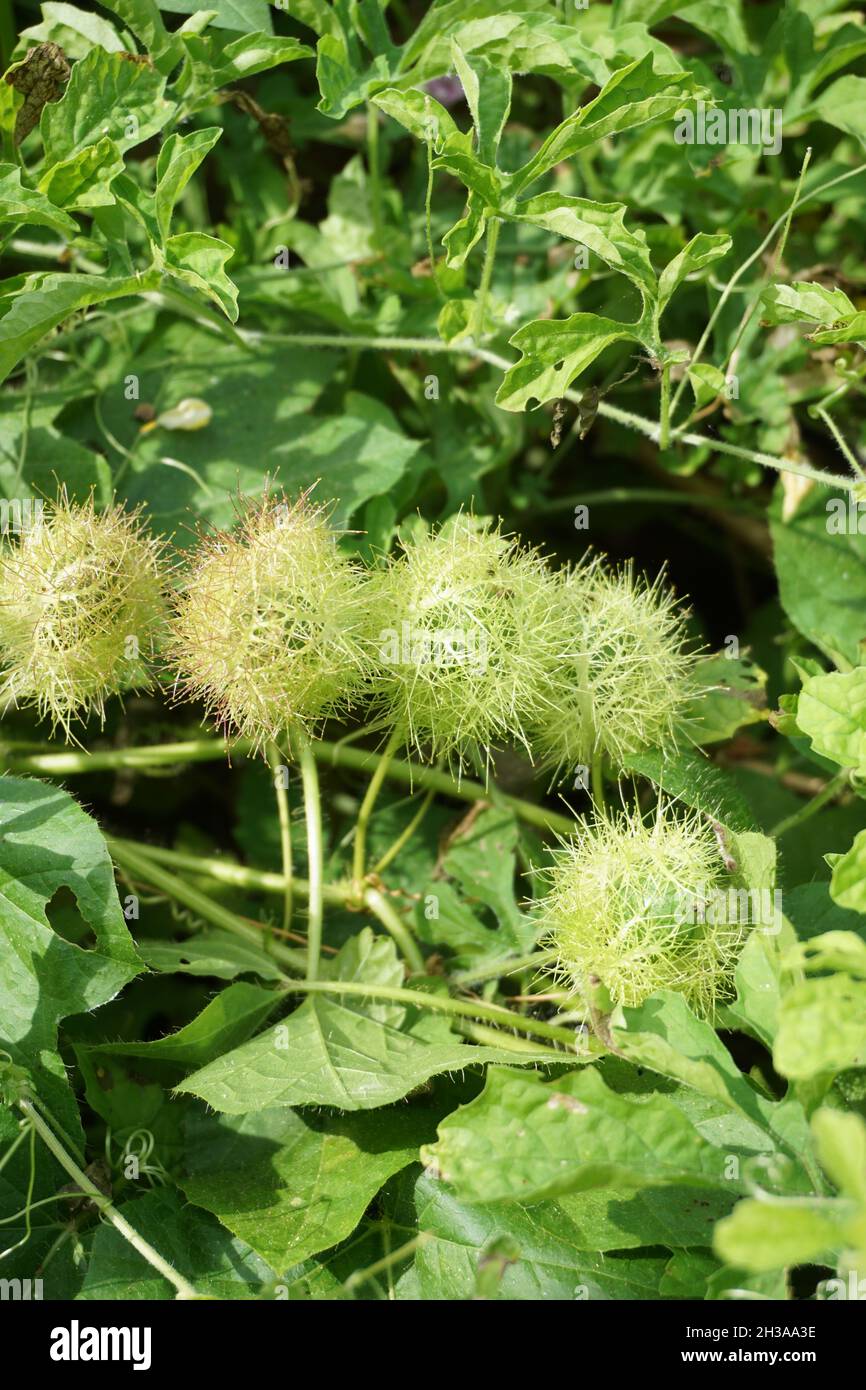 Passiflora foetida