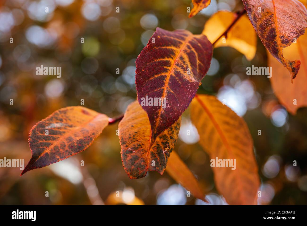 Colorful atumn leaves during fall season, orange and yellow leaves in the tree Stock Photo