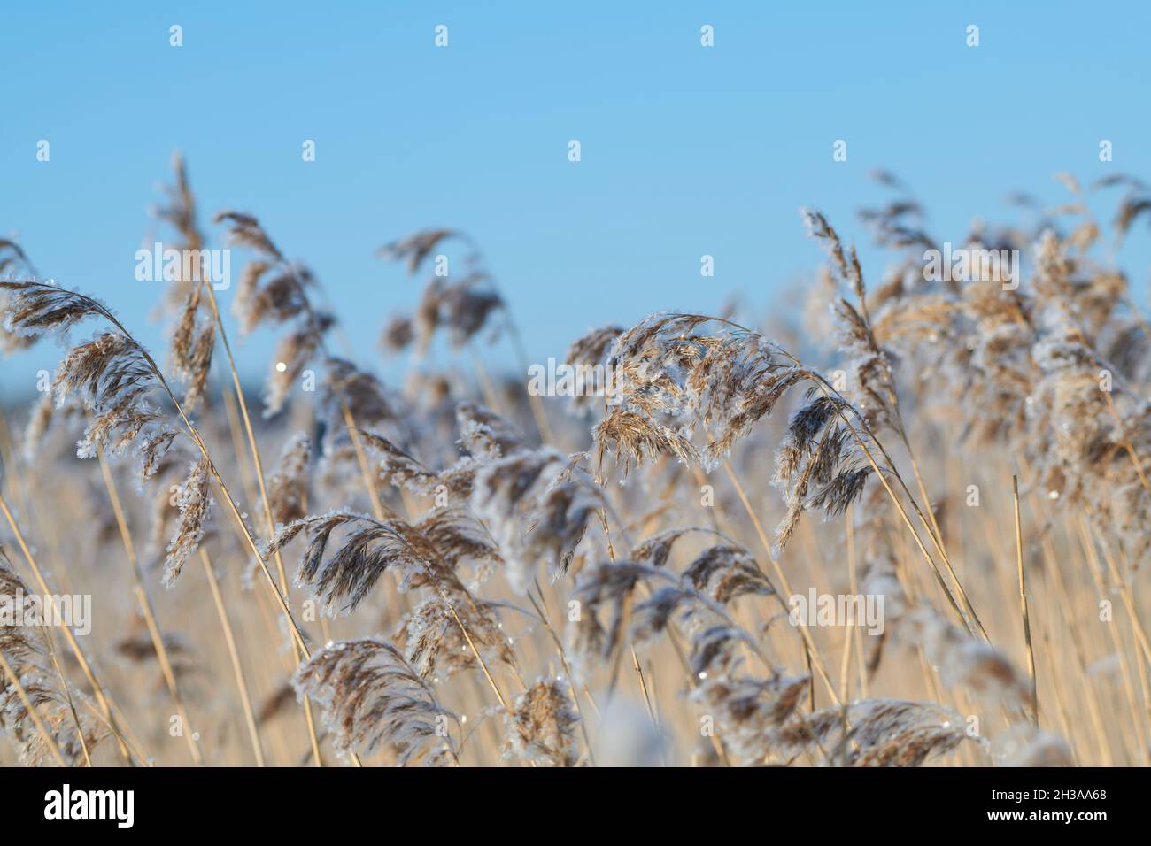 Frozen reeds on extremely cold winter day on clear day in Espoo, Finland. Stock Photo